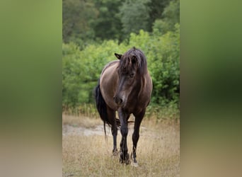 Kuc islandzki, Klacz, 4 lat, 140 cm, Kara