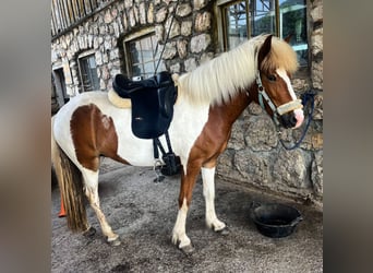 Kuc islandzki, Klacz, 4 lat, 140 cm, Srokata