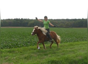 Kuc islandzki, Klacz, 4 lat, 144 cm, Kasztanowata