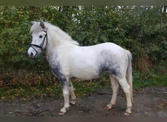 Kuc islandzki, Klacz, 5 lat, 135 cm, Siwa
