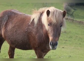 Kuc islandzki, Klacz, 5 lat, 138 cm, Kasztanowatodereszowata