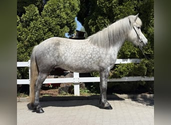 Kuc islandzki, Klacz, 5 lat, 138 cm, Siwa