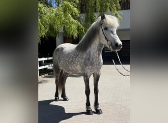 Kuc islandzki, Klacz, 5 lat, 138 cm, Siwa
