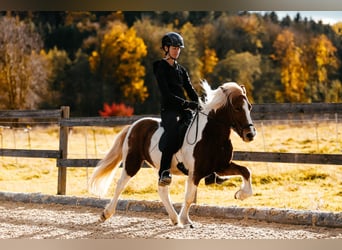 Kuc islandzki, Klacz, 5 lat, 139 cm, Srokata