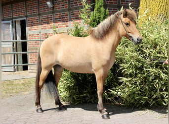 Kuc islandzki, Klacz, 5 lat, 140 cm, Bułana