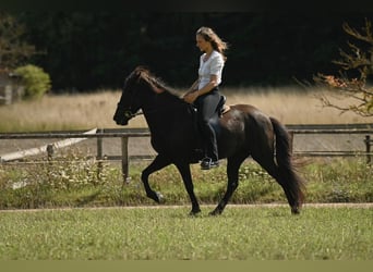 Kuc islandzki, Klacz, 5 lat, 140 cm, Kara