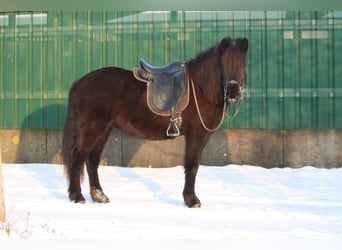 Kuc islandzki, Klacz, 5 lat, 140 cm, Kara