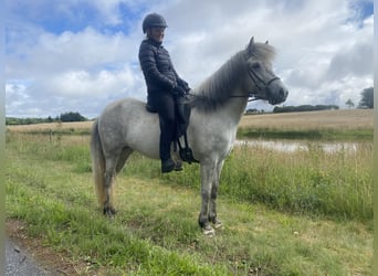 Kuc islandzki, Klacz, 5 lat, 140 cm, Siwa