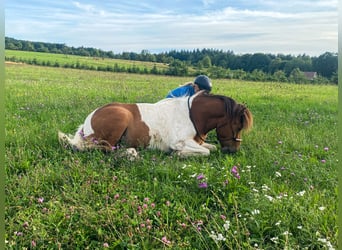 Kuc islandzki, Klacz, 5 lat, 140 cm, Srokata
