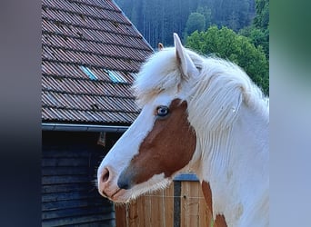 Kuc islandzki, Klacz, 5 lat, 141 cm, Srokata