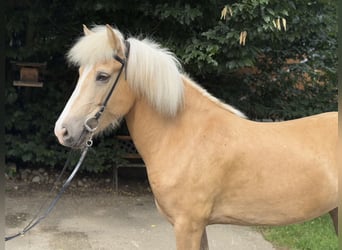 Kuc islandzki, Klacz, 5 lat, 142 cm, Izabelowata