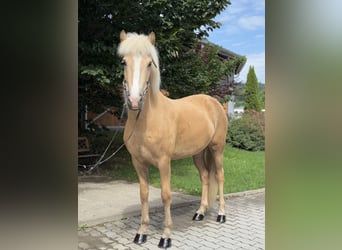 Kuc islandzki, Klacz, 5 lat, 142 cm, Izabelowata