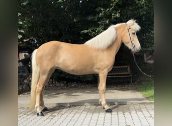 Kuc islandzki, Klacz, 5 lat, 142 cm, Izabelowata