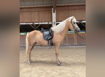 Kuc islandzki, Klacz, 5 lat, 142 cm, Izabelowata