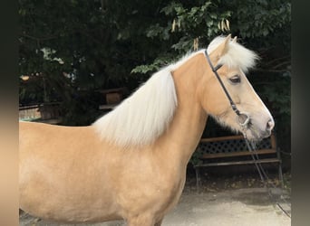Kuc islandzki, Klacz, 5 lat, 142 cm, Izabelowata