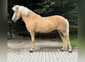 Kuc islandzki, Klacz, 5 lat, 142 cm, Izabelowata
