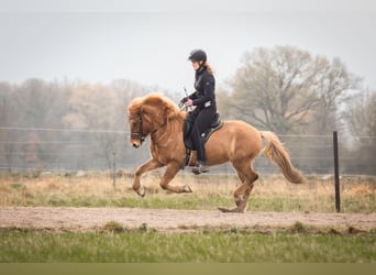 Kuc islandzki, Klacz, 5 lat, 145 cm, Bułana