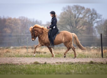 Kuc islandzki, Klacz, 5 lat, 145 cm, Bułana