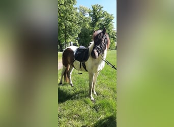 Kuc islandzki, Klacz, 5 lat, 145 cm, Srokata