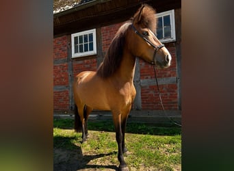 Kuc islandzki, Klacz, 6 lat, 135 cm, Gniada