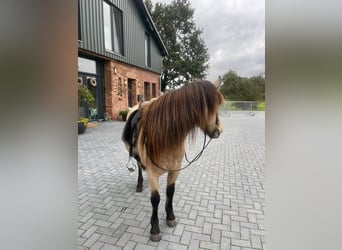 Kuc islandzki, Klacz, 6 lat, 136 cm