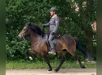 Kuc islandzki, Klacz, 6 lat, 137 cm, Ciemnogniada