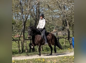 Kuc islandzki, Klacz, 6 lat, 137 cm, Ciemnogniada