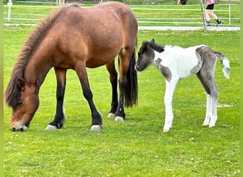 Kuc islandzki, Klacz, 6 lat, 139 cm, Gniada