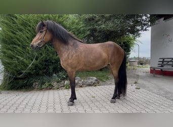 Kuc islandzki, Klacz, 6 lat, 140 cm, Gniada