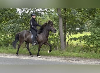Kuc islandzki, Klacz, 6 lat, 140 cm, Kara