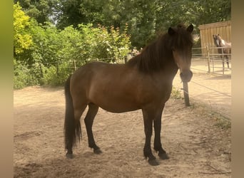 Kuc islandzki, Klacz, 6 lat, 140 cm
