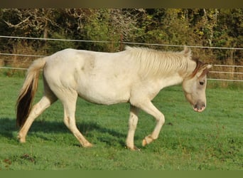 Kuc islandzki, Klacz, 6 lat, 140 cm, Srokata