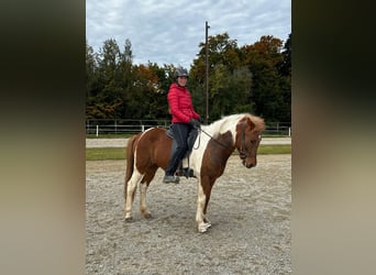 Kuc islandzki, Klacz, 6 lat, 141 cm