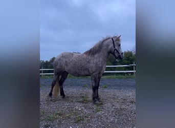 Kuc islandzki, Klacz, 6 lat, 142 cm, Siwa