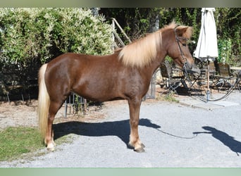 Kuc islandzki, Klacz, 6 lat, 143 cm, Kasztanowata
