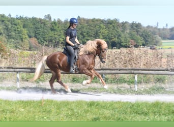 Kuc islandzki, Klacz, 6 lat, 143 cm, Kasztanowata