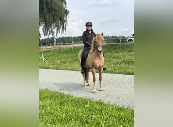 Kuc islandzki, Klacz, 6 lat, 145 cm, Bułana