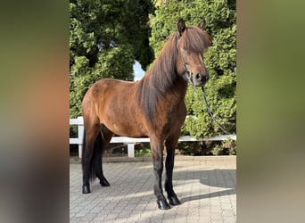 Kuc islandzki, Klacz, 6 lat, 145 cm, Gniada