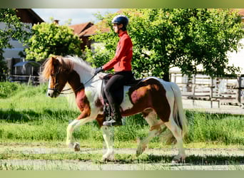 Kuc islandzki, Klacz, 6 lat, 145 cm, Srokata