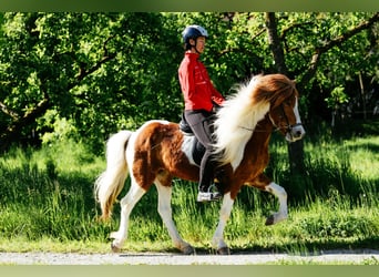 Kuc islandzki, Klacz, 6 lat, 145 cm, Srokata