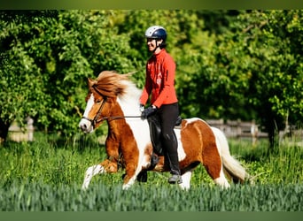 Kuc islandzki, Klacz, 6 lat, 145 cm, Srokata