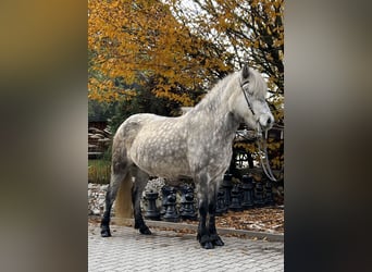 Kuc islandzki, Klacz, 6 lat, 146 cm, Może być siwy