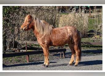 Kuc islandzki, Klacz, 7 lat, 138 cm, Kasztanowatodereszowata