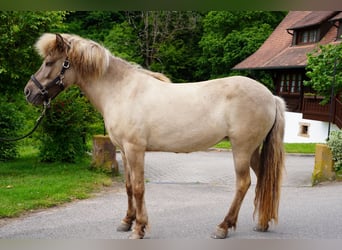 Kuc islandzki, Klacz, 7 lat, 139 cm, Bułana