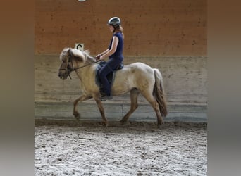 Kuc islandzki, Klacz, 7 lat, 139 cm, Bułana