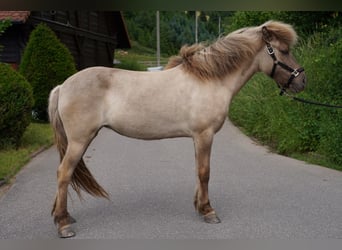 Kuc islandzki, Klacz, 7 lat, 139 cm, Bułana