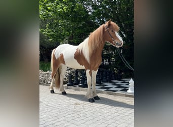 Kuc islandzki, Klacz, 7 lat, 140 cm, Srokata