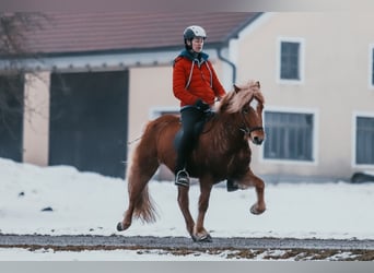 Kuc islandzki, Klacz, 7 lat, 142 cm, Kasztanowata
