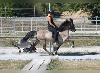 Kuc islandzki, Klacz, 7 lat, 145 cm, Bułana