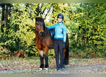 Kuc islandzki, Klacz, 7 lat, 145 cm, Gniada